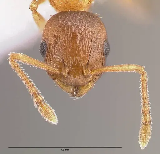 Temnothorax schoedli - FOCOL1360