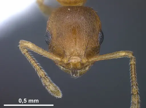 Temnothorax schoedli - FOCOL1360