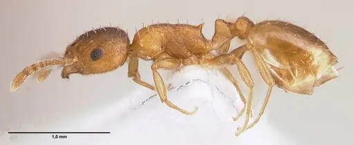 Temnothorax schoedli - FOCOL1360