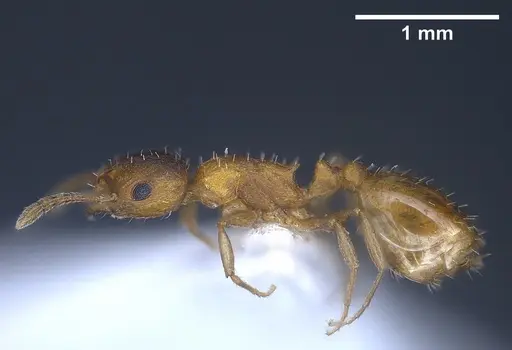 Temnothorax schoedli - FOCOL1360