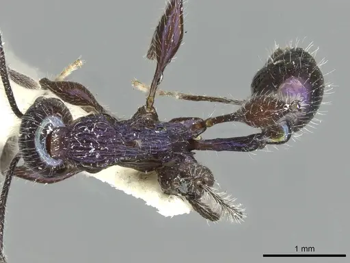 Temnothorax senectutis specimen