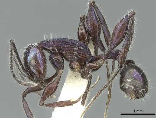 Temnothorax senectutis specimen