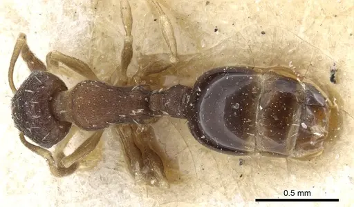 Temnothorax serviculus specimen