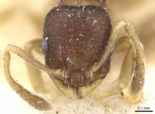 Temnothorax serviculus specimen