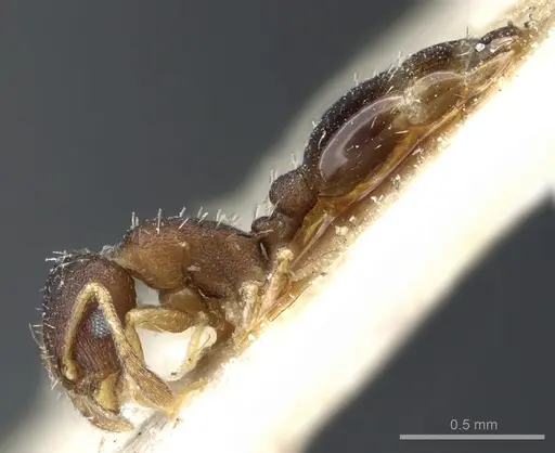 Temnothorax serviculus specimen