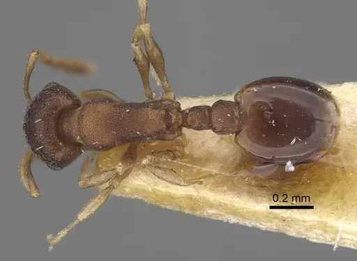 Temnothorax serviculus - CASENT0919743