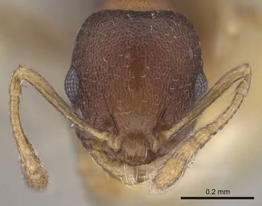 Temnothorax serviculus - CASENT0919743