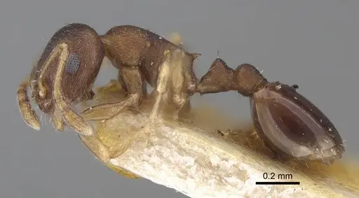 Temnothorax serviculus - CASENT0919743