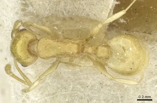 Temnothorax shelkovnikovi specimen