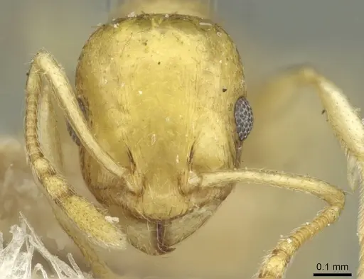 Temnothorax shelkovnikovi specimen