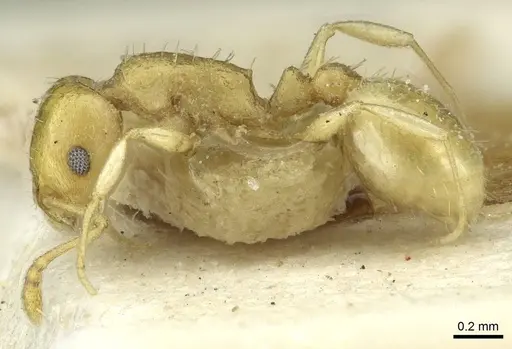 Temnothorax shelkovnikovi specimen