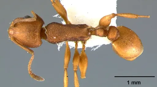 Temnothorax silvestrii specimen