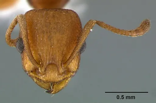 Temnothorax silvestrii specimen