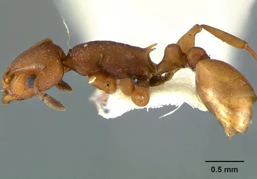 Temnothorax silvestrii specimen