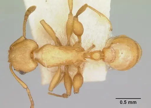 Temnothorax silvestrii - CASENT0172599