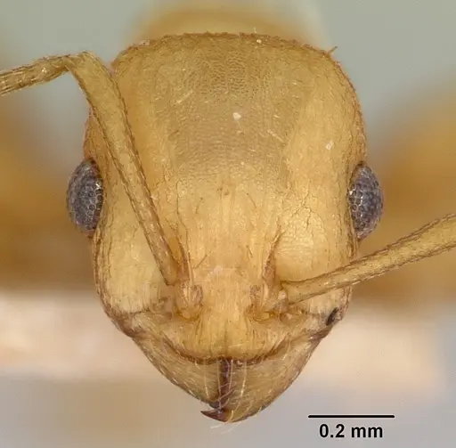 Temnothorax silvestrii - CASENT0172599