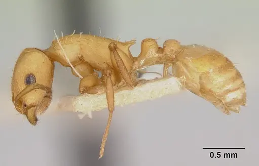 Temnothorax silvestrii - CASENT0172599