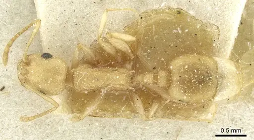 Temnothorax silvestrii - CASENT0913000