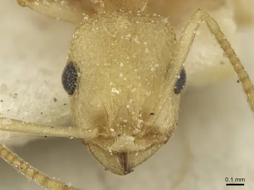 Temnothorax silvestrii - CASENT0913000