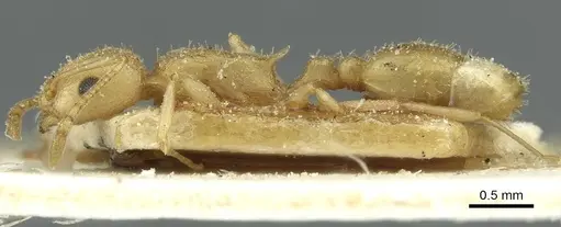 Temnothorax silvestrii - CASENT0913000