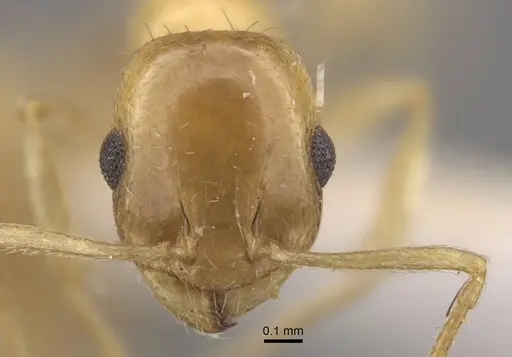 Temnothorax singularis specimen