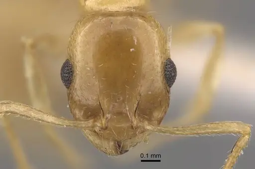 Temnothorax singularis specimen
