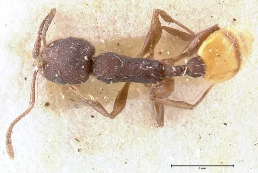 Temnothorax skwarrae specimen