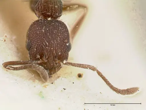 Temnothorax skwarrae specimen