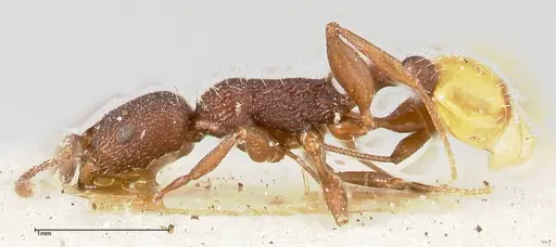 Temnothorax skwarrae specimen