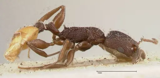 Temnothorax skwarrae - FOCOL0411