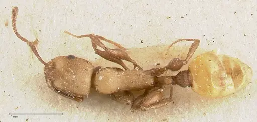 Temnothorax skwarrae - FOCOL0412