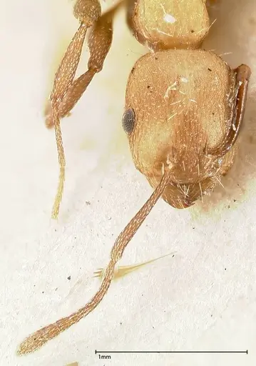 Temnothorax skwarrae - FOCOL0412