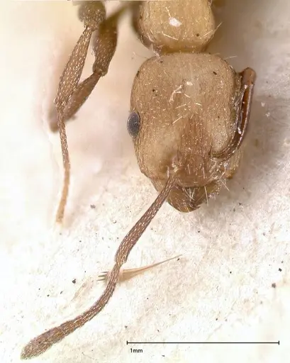 Temnothorax skwarrae - FOCOL0412