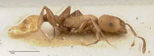 Temnothorax skwarrae - FOCOL0412