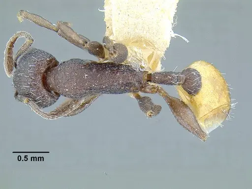 Temnothorax skwarrae - MCZENT00016358