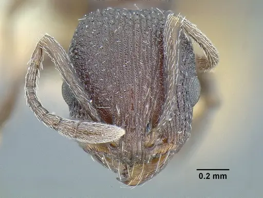 Temnothorax skwarrae - MCZENT00016358