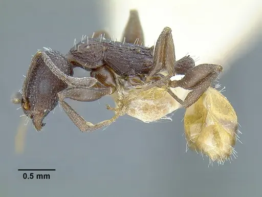 Temnothorax skwarrae - MCZENT00016358