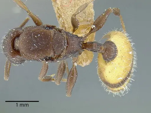 Temnothorax skwarrae - MCZENT00577117