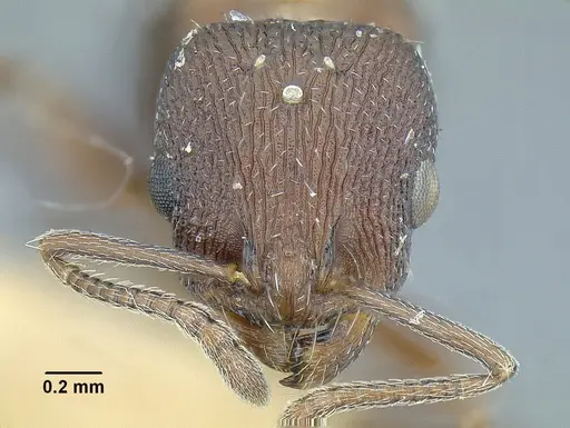 Temnothorax skwarrae - MCZENT00577117