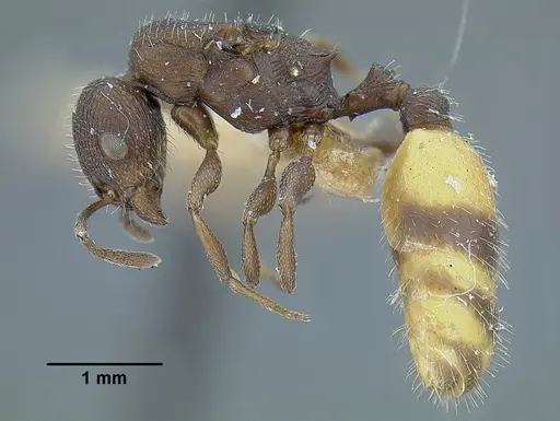 Temnothorax skwarrae - MCZENT00577117