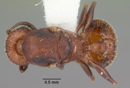 Temnothorax smithi specimen