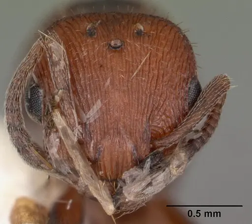 Temnothorax smithi specimen