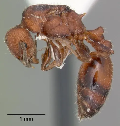 Temnothorax smithi specimen