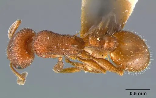 Temnothorax smithi - CASENT0105866