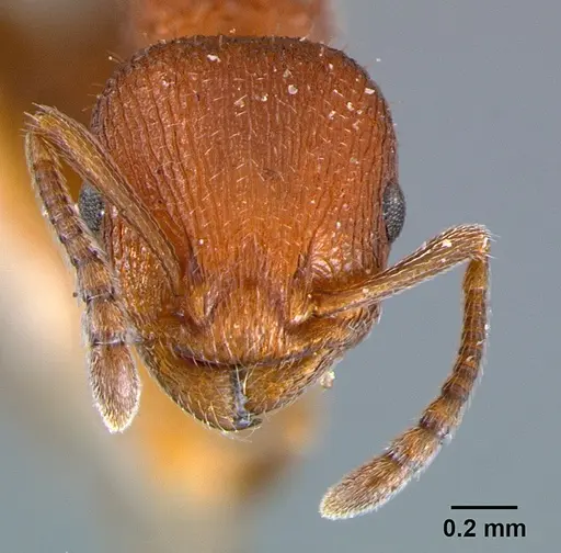 Temnothorax smithi - CASENT0105866