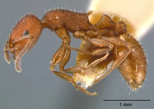 Temnothorax smithi - CASENT0105866