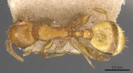 Temnothorax smyrnensis specimen