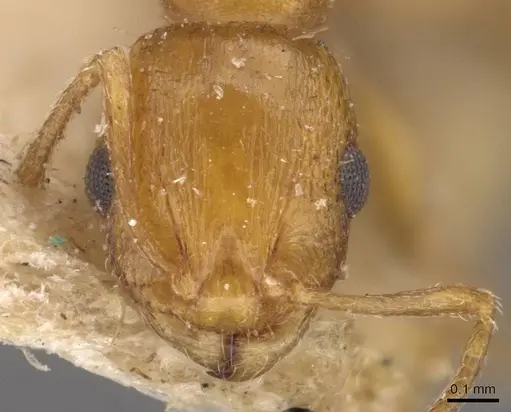 Temnothorax smyrnensis specimen