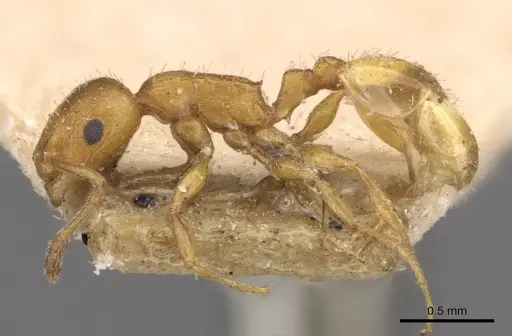 Temnothorax smyrnensis specimen