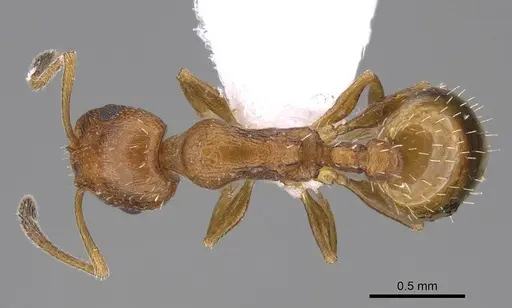 Temnothorax smyrnensis - CASENT0922698